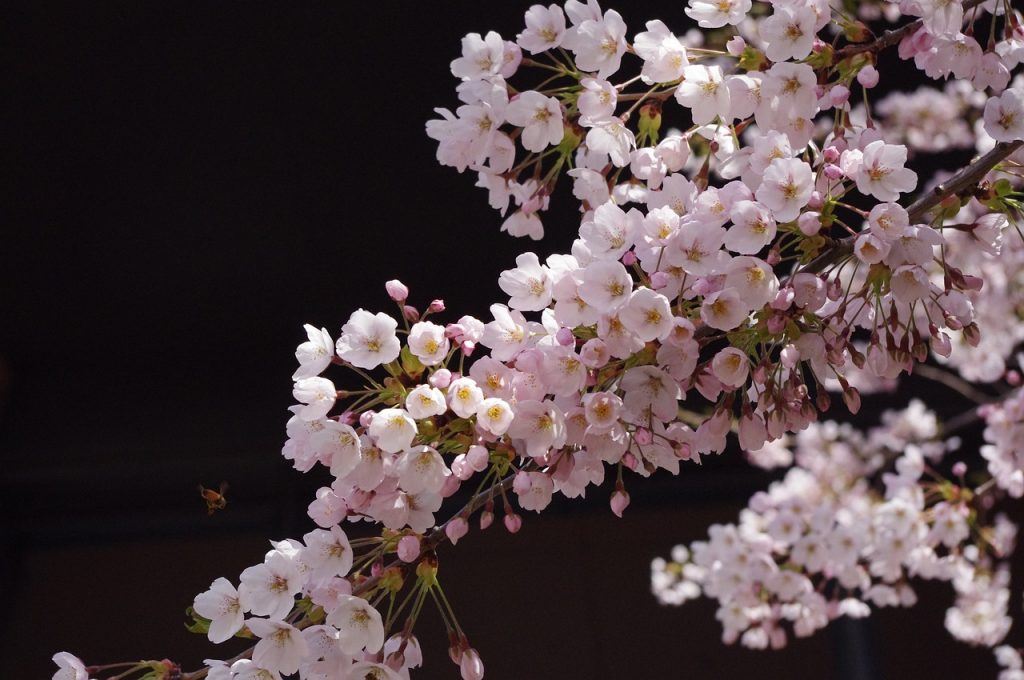 夜桜のソメイヨシノの画像